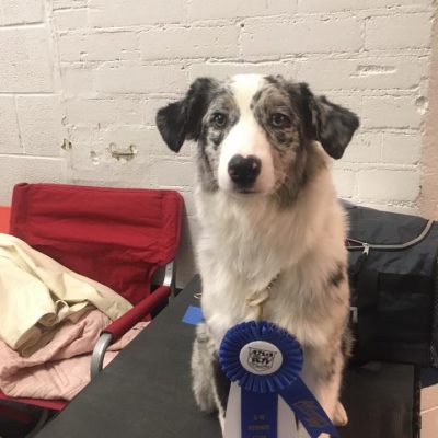 First Obedience Title at only 6 months old!!! 