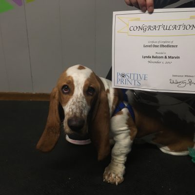 "Excellent instruction while building a positive relationship with your dog." 
Marvin receiving his level 1 certificate! Great job! 