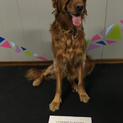 "Thank you Whitney for great training! Penny loves to learn; looking forward to Obedience Level II"