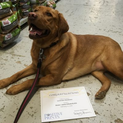 "Highly recommended going with Whitney for training. My husband and I had taken our dog to big brand pet store for training when we first got her and we were not overly happy with the outcome. We choose to go with Whitney this time and she was so knowledgeable and helpful with the training. We definitely saw an improvement after every class and we are very happy with the end result. Will definitely be doing the stage 2 training as well."