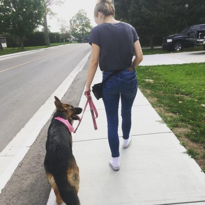 GSD working on some loose leash walking 