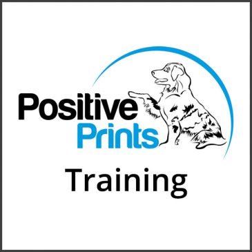 Beginner Dog Training 6PM